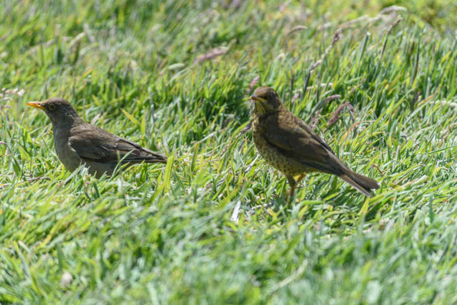 Pájaro Zorzal Patagónico - islas Falkland o Malvinas 01.jpg